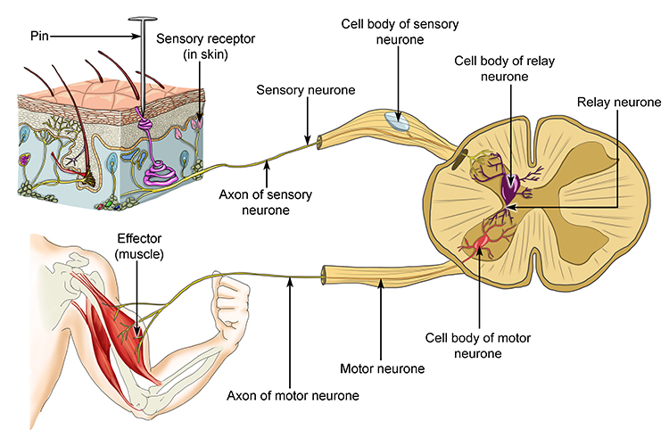 Diagram showing how pain is picked up by a skin receptor, the signal is sent along the sensory neurone to the spine